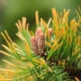 Pušis kalninė (Pinus mugo) 'Orange Sun'
